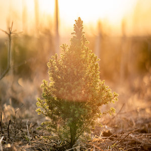 Presetpaket - 60 Presets